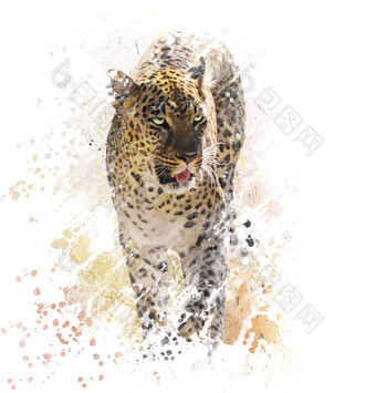 水彩花豹豹子摄影图