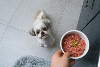 给宠物喂食摄影图