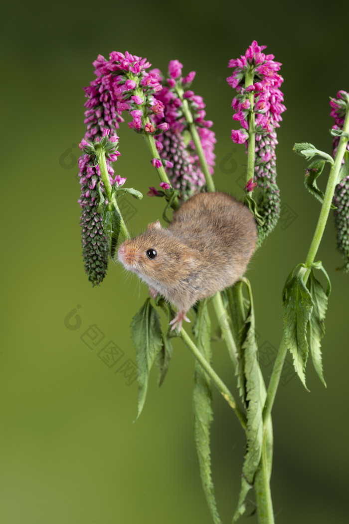 紫色植物上的老鼠