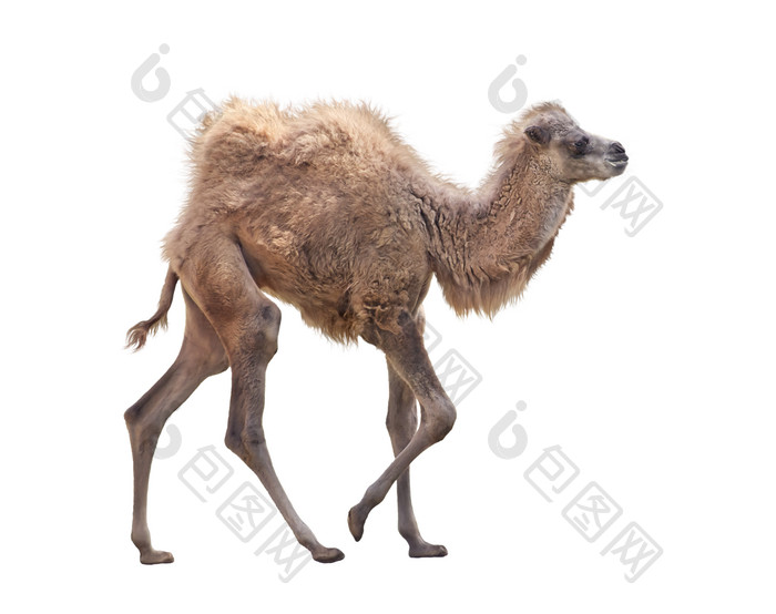 简约一只骆驼摄影图