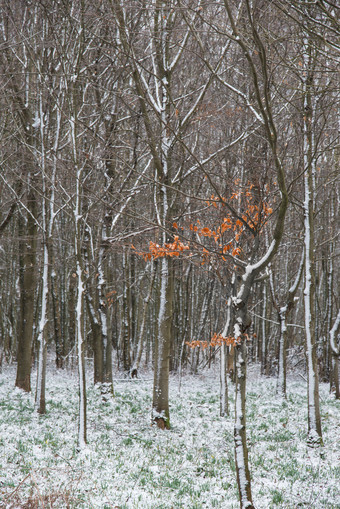 冬天冬季树林树木