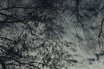 天空下的树枝枝叶