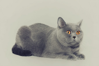 灰色宠物猫摄影图