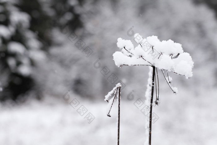 冬季枯草上的积雪