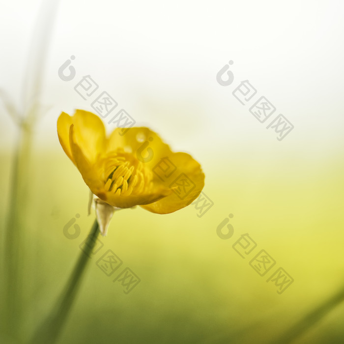 黄色的毛茛属花摄影图