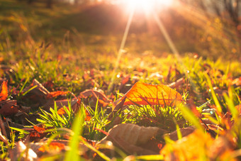 阳光下草坪上的落叶