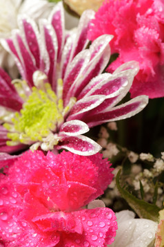 鲜花花朵花蕊摄影图