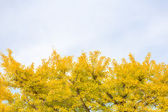 秋天银杏树树叶树木