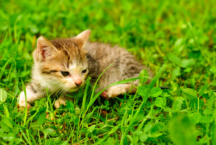 趴在草坪上的小猫
