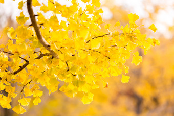 暖色调秋天的黄叶摄影图