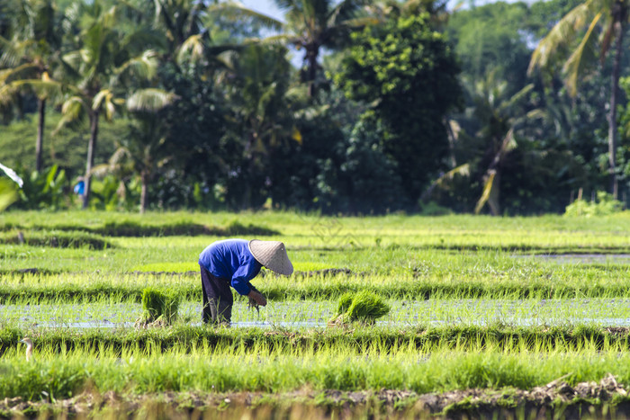 田地里种植水稻的农民图片