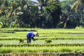 田地里种植水稻的农民