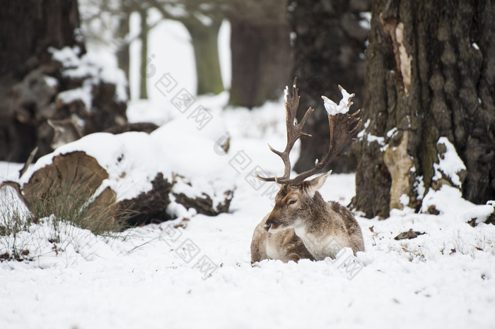 简约雪地中趴着的鹿摄影图