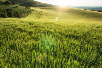绿色调美丽的稻田摄影图