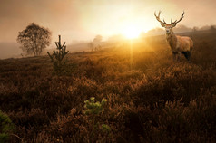 暗色调夕阳下的鹿摄影图