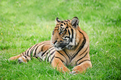 绿色调草地上的老虎摄影图