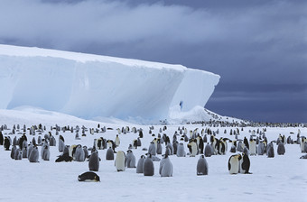 成群的南极<strong>企鹅</strong>摄影图