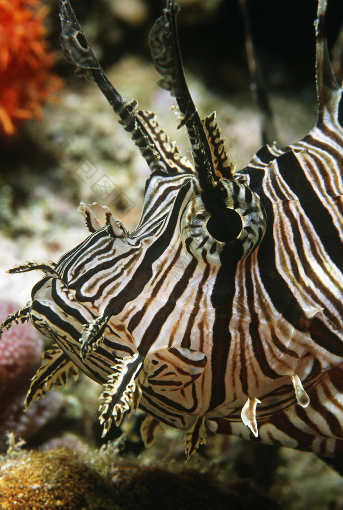 绿色调水族馆摄影图