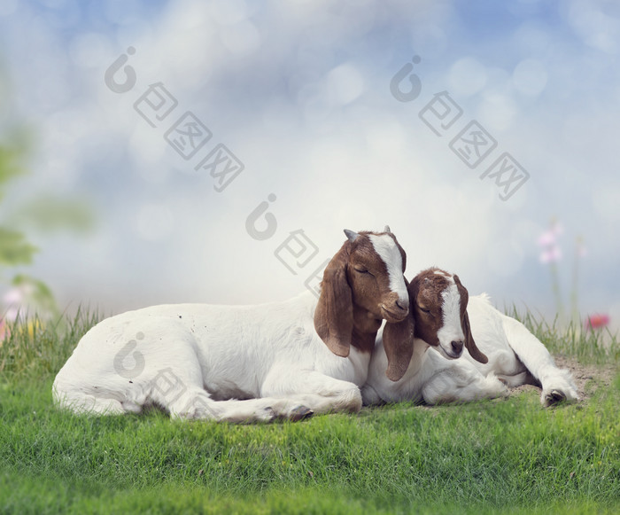 牧场草地上的波尔山羊