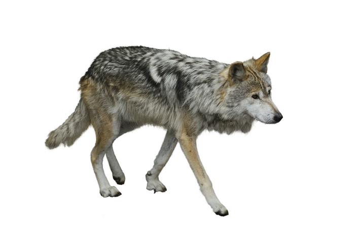 行走的野生动物狼摄影图