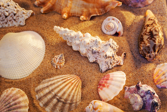 沙子上的海螺贝壳