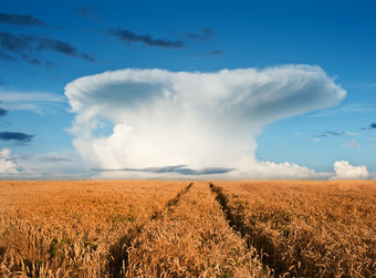 蘑菇云团下的麦田摄影图