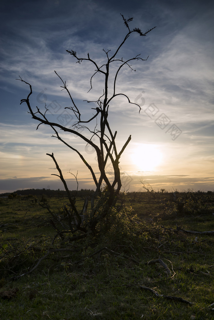 大自然枯树树木摄影图