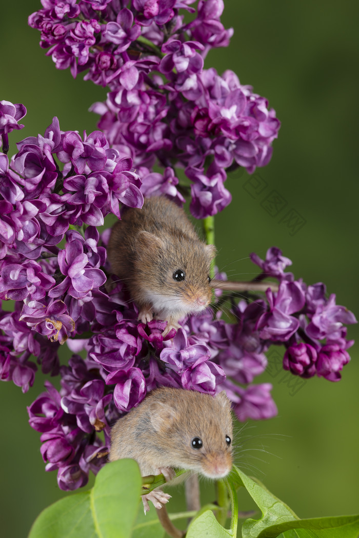 紫色花丛中的老鼠