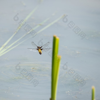 飞行在水面上的蜻蜓