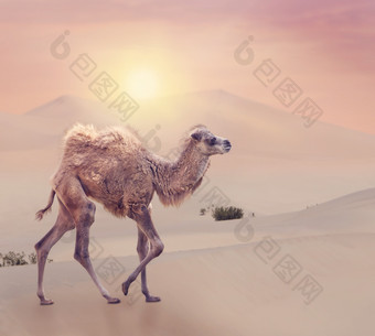 暖色调沙漠中的骆驼摄影图