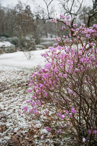 冬季粉色花枝摄影图