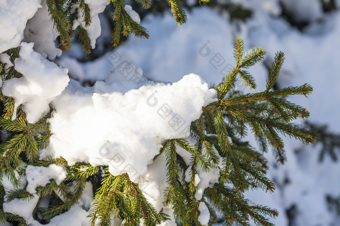 绿色树枝上的白雪积雪