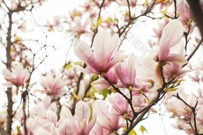 树枝上盛开的粉色花卉