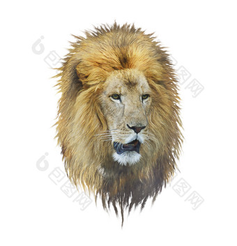 水彩绘画一头狮子