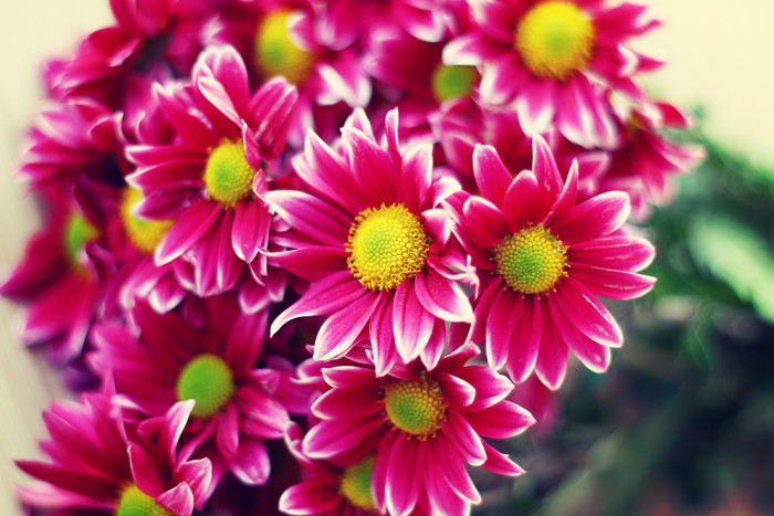 粉色的小雏菊摄影图