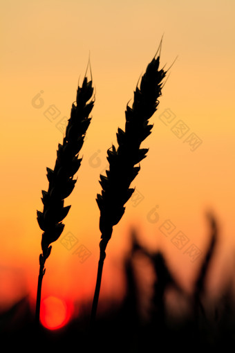 黄昏下的麦穗麦子