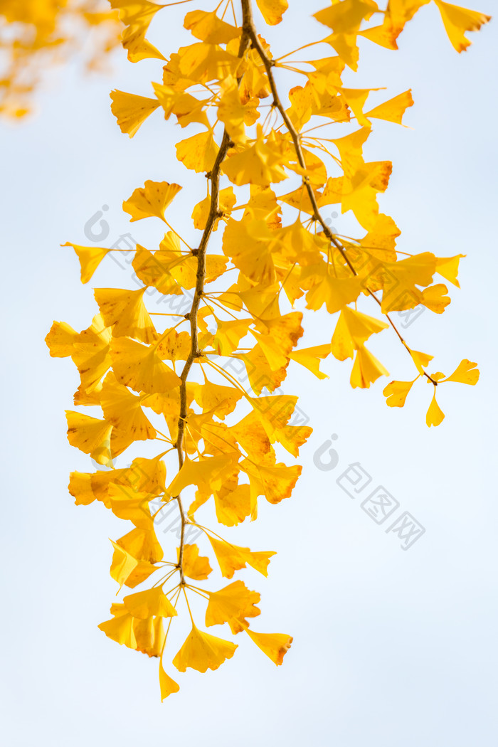 秋季黄色银杏树叶摄影图