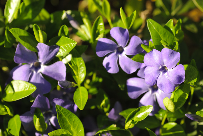 紫色小花花卉花朵