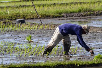 种植水稻的农民摄影图