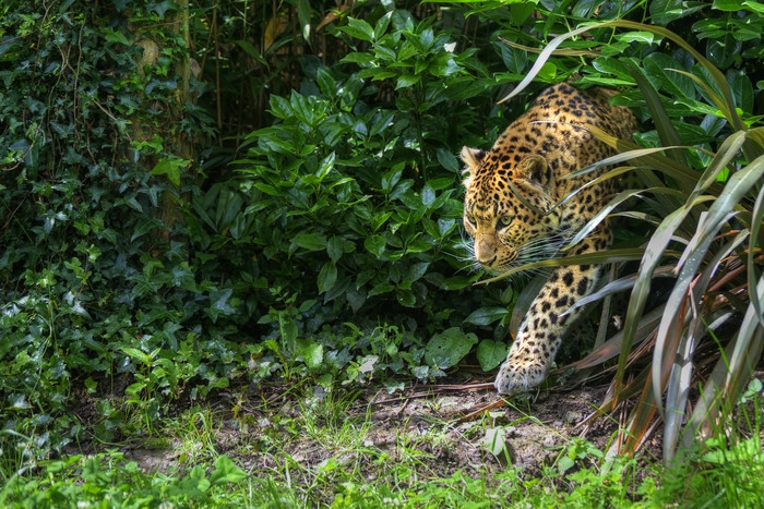 绿色草丛中的一只豹摄影图