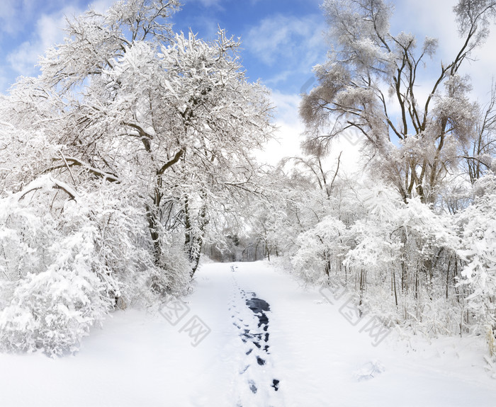 浅色调冬天的树林摄影图