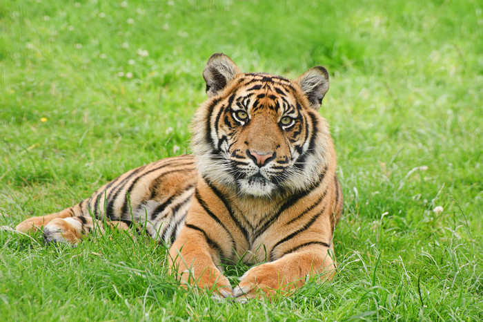 绿色调草地中的老虎摄影图
