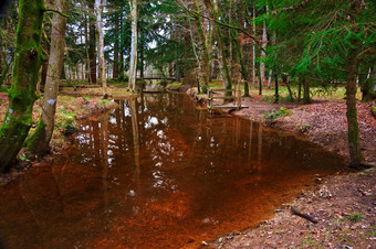 暗色调树林中的红色水摄影图
