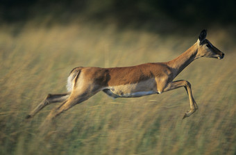 草原奔跑的小鹿摄影图