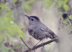 深色调枝头的小鸟摄影图