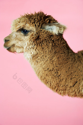 粉色调可爱骆驼摄影图