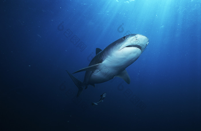 暗色调海中大鲨鱼摄影图