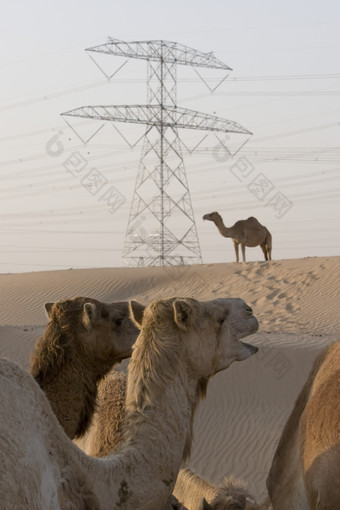 沙漠上<strong>的</strong>动物<strong>骆驼</strong>
