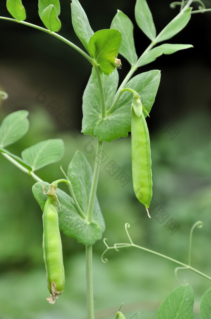 绿色调新鲜的豌豆摄影图