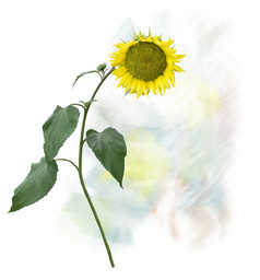 手绘小向日葵摄影图